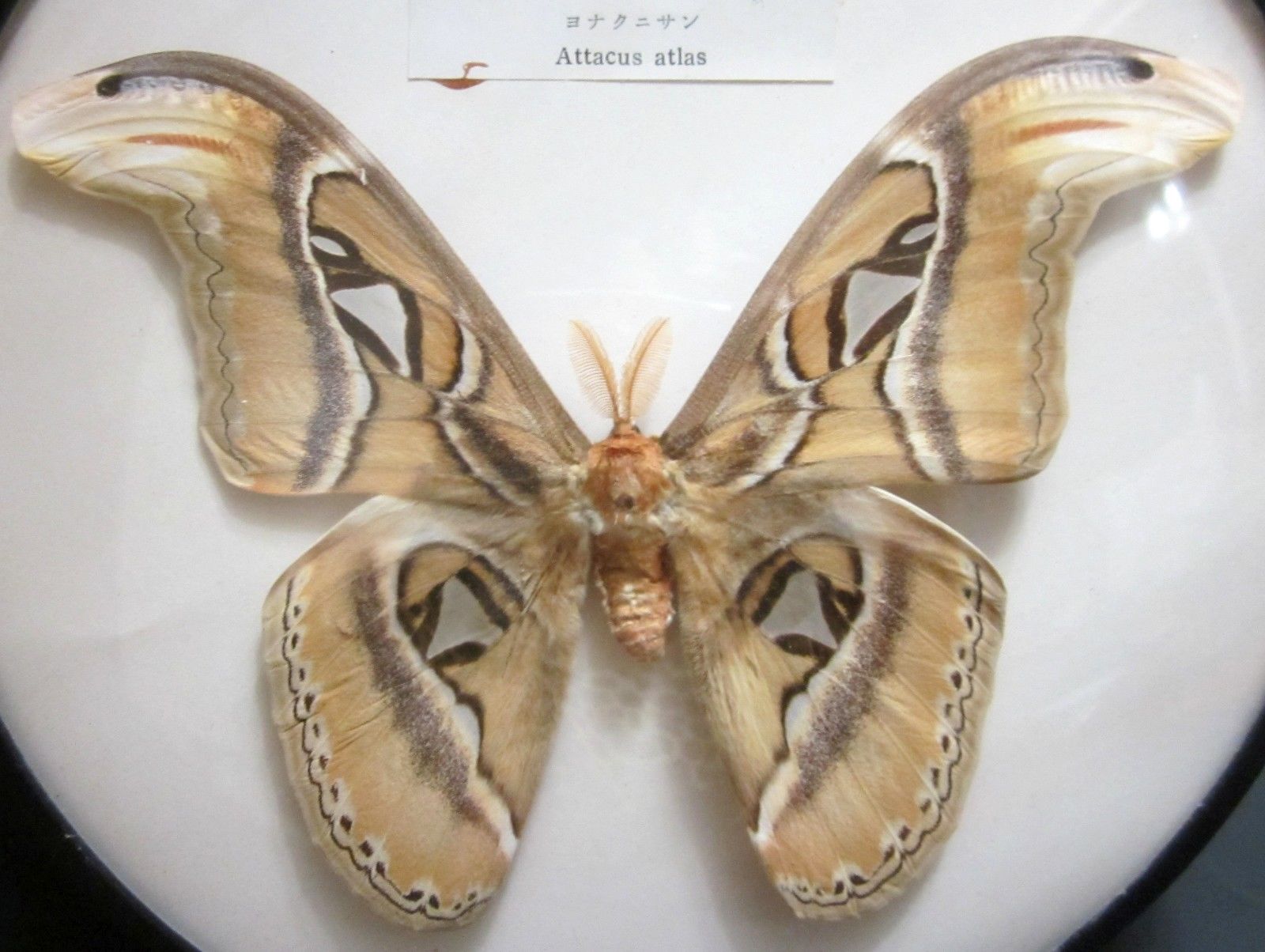 Attacus atlas (aberration, 1950's japanese 2) (Internet Image property of respective owner, non-commercial use only)